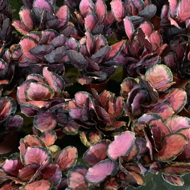 品草綠學紅寶石竹芋6寸盆台中潭子勝利夜市固定星期六營業 蝦皮購物