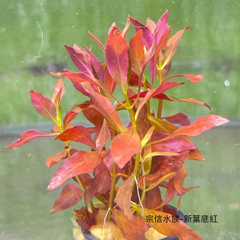 宗信水族 水草合集 盆裝水草 陰性水草 適合新手養植 不需打氧 蝦皮購物