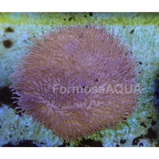 Formosaaqua丑魚棧 花環珊瑚 戶外飼養 顏色亮麗 海水缸必備美品 蝦皮購物