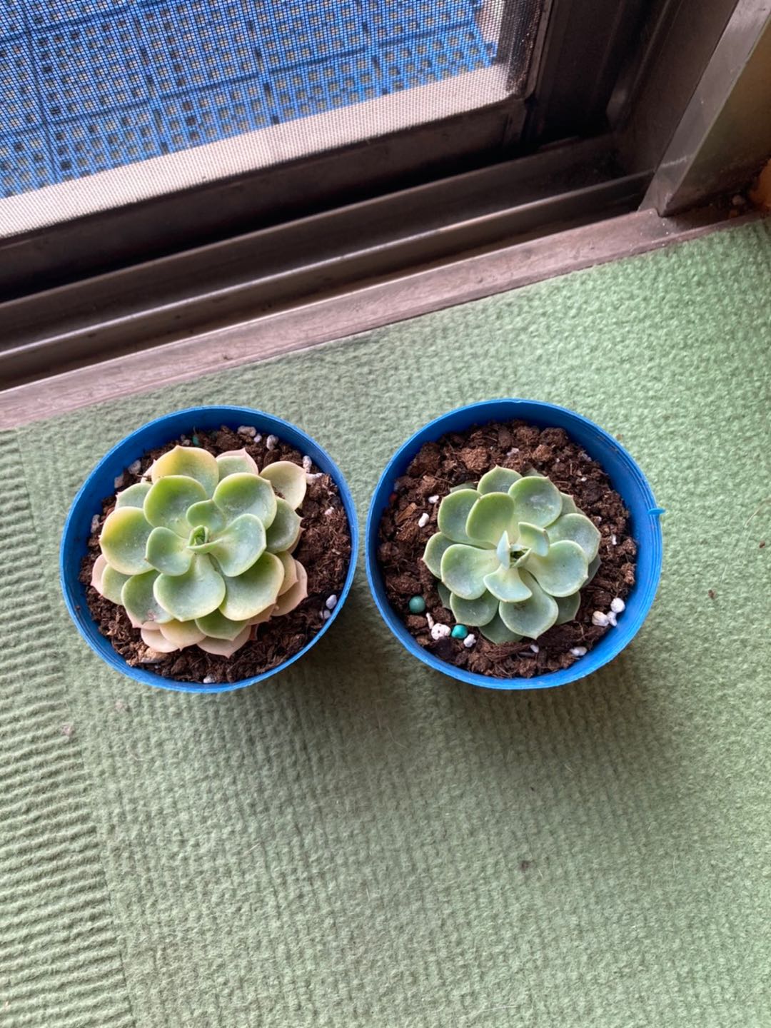 沅鈺農場多肉植物七福神 蝦皮購物