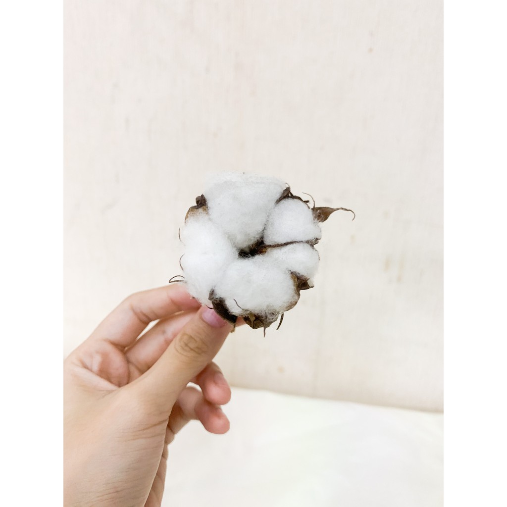 乾燥花材 天然乾燥棉花