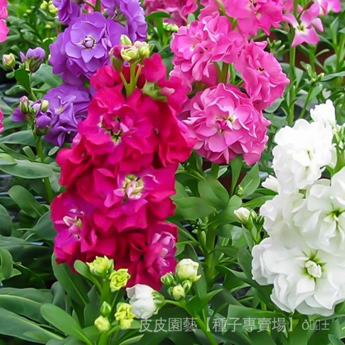 種子夯紫羅蘭花種子四季易種 室內庭院種植盆栽綠植花卉花籽  可做切花 YBsD