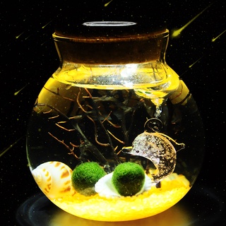 趣味植栽幸福海藻球微景觀生態瓶DIY水培植物創意辦公室盆栽球藻
