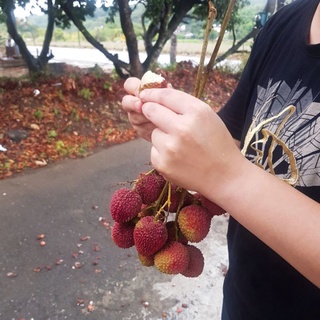 2023售完囉！ 🌱▪小農自產自銷 | 大樹玉荷包 | 大樹荔枝▪