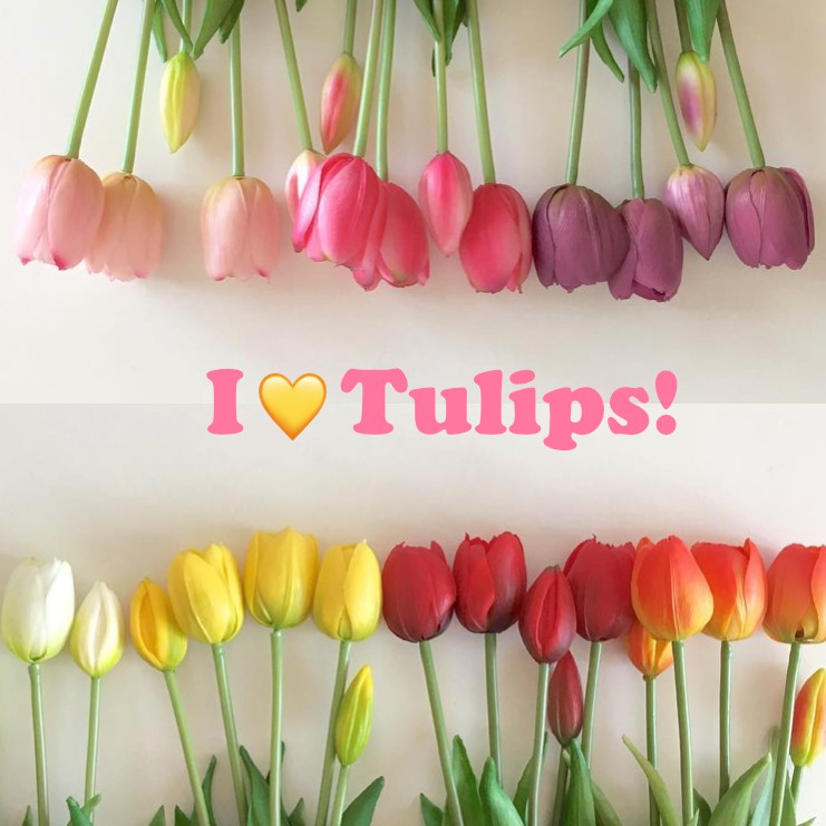 全部現貨 8色超仿真鬱金香 歐膩最愛 仿真花 假花 仿真鬱金香 蝦皮購物