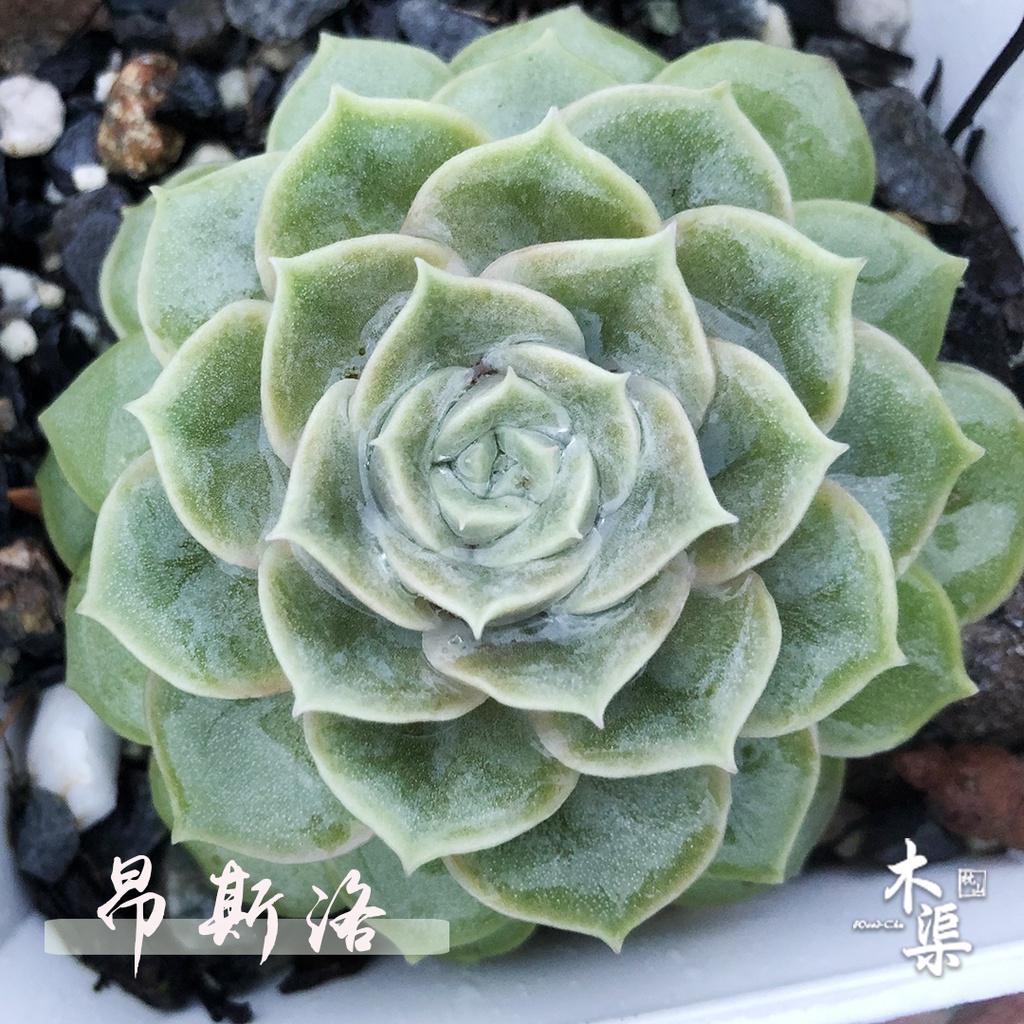 木渠多肉農場 昂斯洛多肉植物四吋盆 蝦皮購物