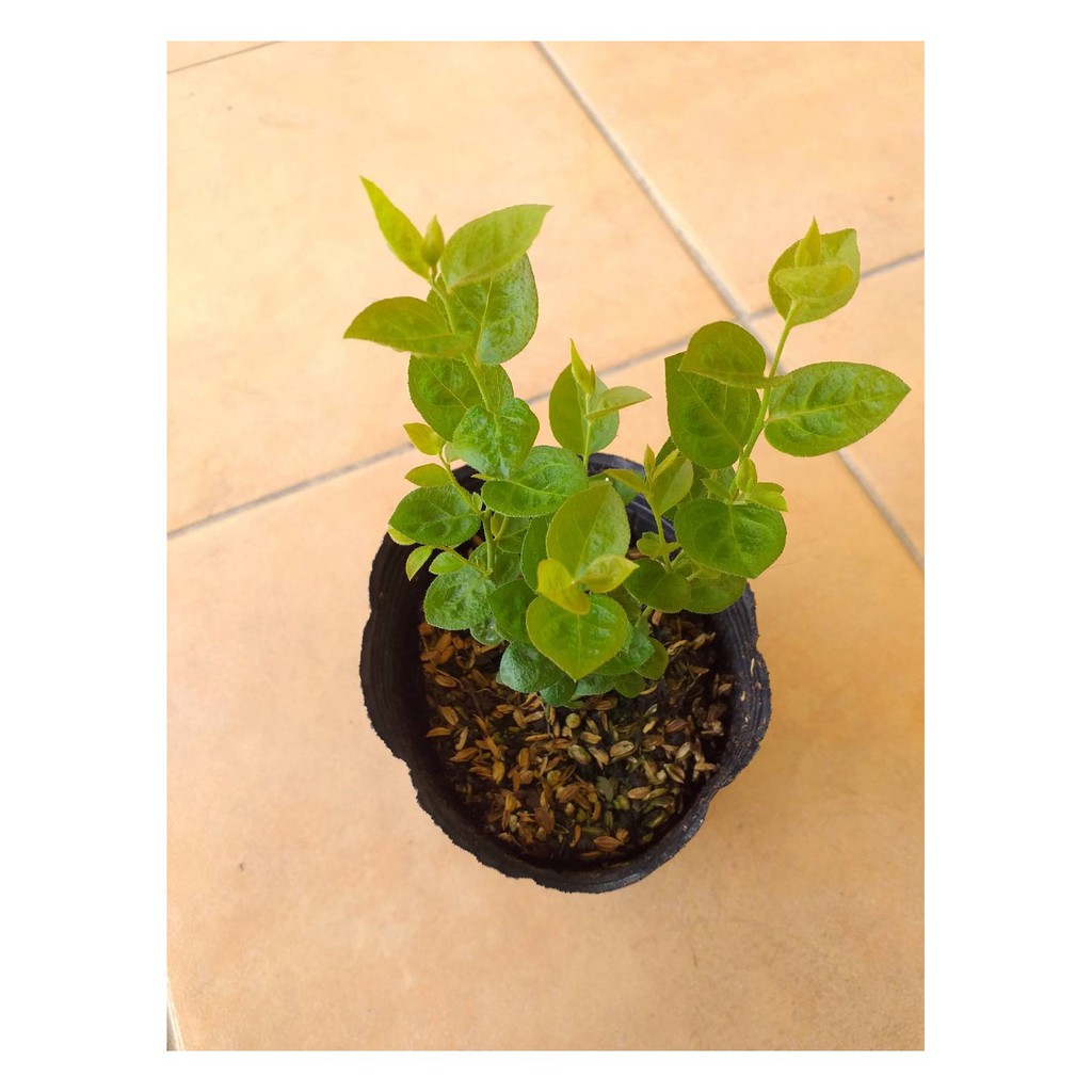 藍莓苗【夏普藍(Sharpblue)】3.5吋淺軟黑盆、6吋盆栽。