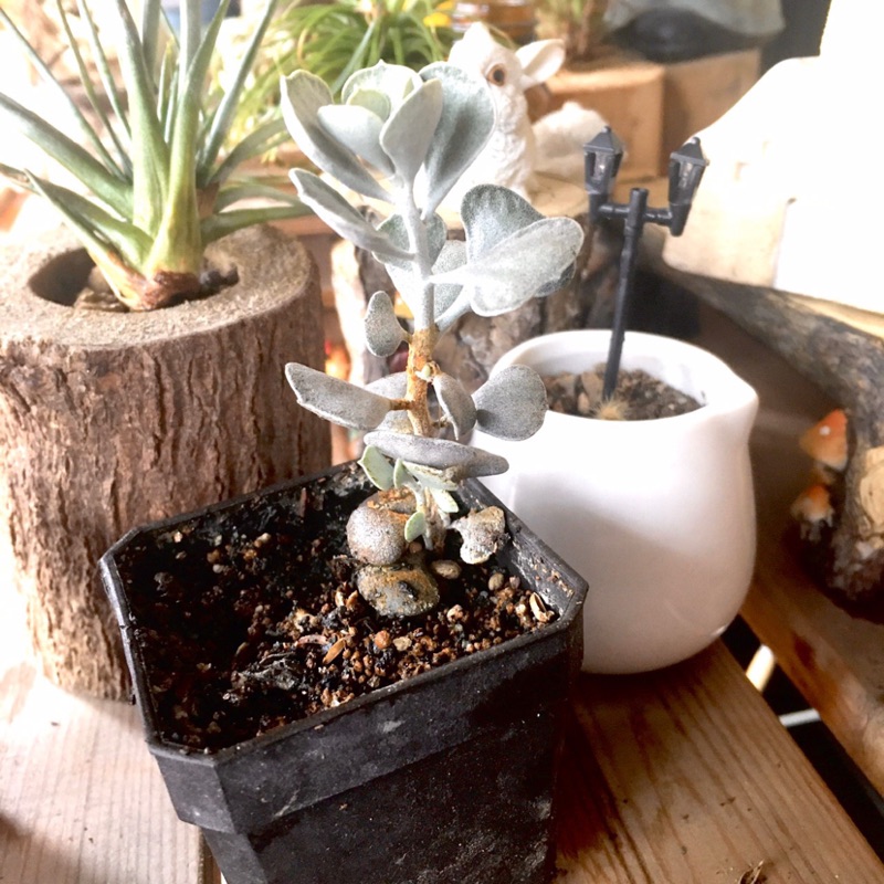 Mouse多肉植物花園 多肉植物多肉植物景天科伽藍菜屬 碧靈芝 2吋盆療癒辦公室迷你佈置 蝦皮購物