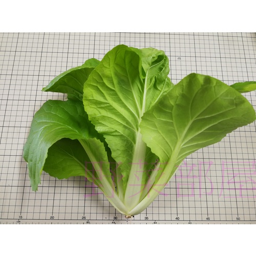 【野菜部屋~】F31 蜜雪兒小白菜種子2.5公克 , 生長快 ,抽苔晚 ,每包16元~