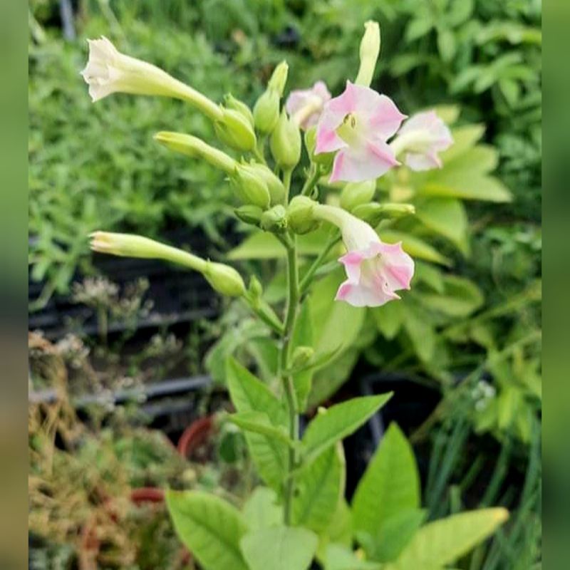 四季春園藝 相思草種子種籽 蝦皮購物