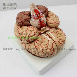 (MD-B_0103)進口模型 自然大腦解剖模型 腦動脈解剖模型 神經科腦模型 腦模型