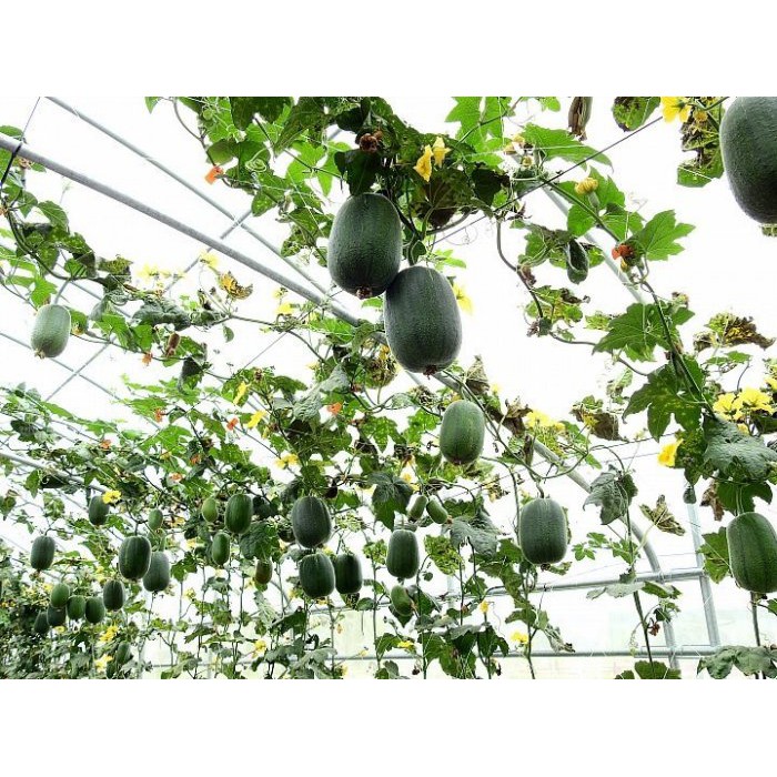 【蔬菜種子S114】蘋果絲瓜~~果長約18公分，果重約670公克，播種至採收50~60天。