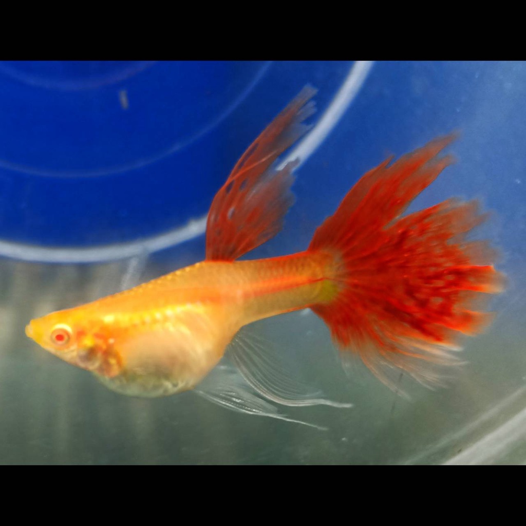 小型觀賞魚專用 優惠推薦 22年8月 蝦皮購物台灣