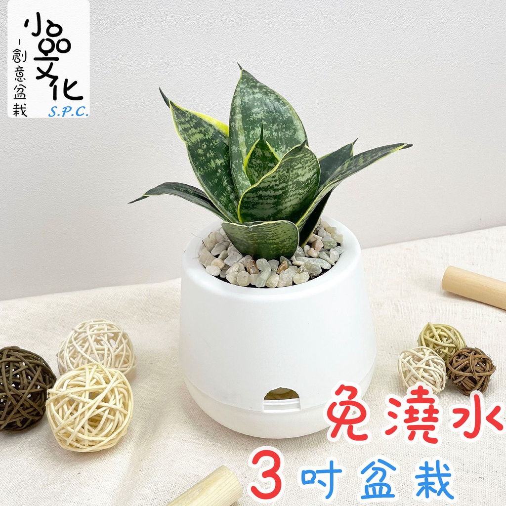 【小品文化】虎紋金邊虎尾蘭【現貨】3吋雪胖盆 懶人盆栽 加水更方便 觀葉植物 室內植物 自動吸水 水培 創意花盆 居