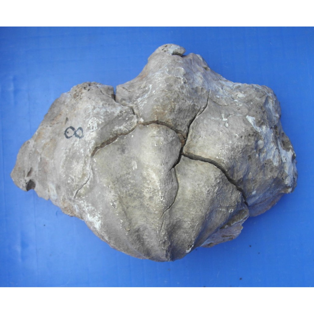 貝化石的價格推薦 22年2月 比價比個夠biggo