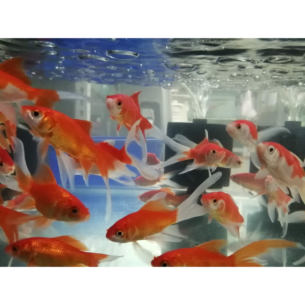 一元水族 玉如意金魚活餌 飼料 蝦皮購物