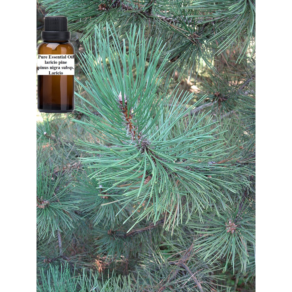 100% 科西嘉黑松 純精油 laricio pine pure essential oil