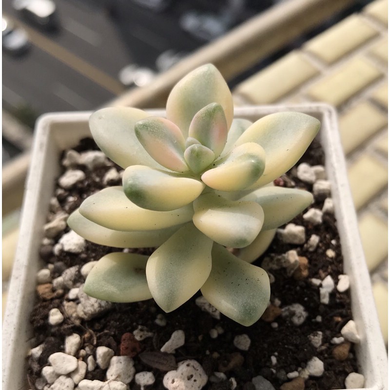 不能吃的肉肉 景天科 韓國進口多肉植物微根淡雪錦 杏美人錦 蝦皮購物