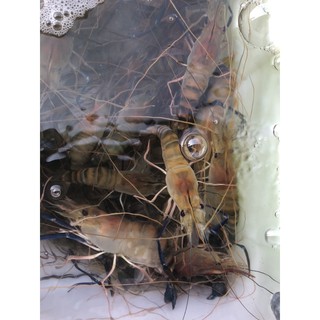 8斤免運下單區 魚塭現載泰國蝦 ，紅頭母蝦~約8--12隻一斤，急速冷凍 真空包裝~有膏有蛋紅頭母蝦