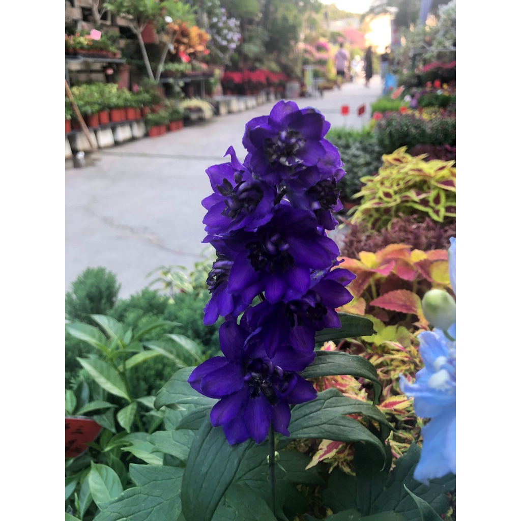 花田厝 花卉植物 大飛燕草 不挑色 花多易開5吋盆高 40cm 蝦皮購物