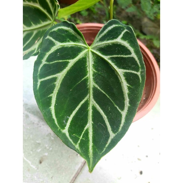 水晶花燭anthurium Crystallinum 天南星科觀葉植物雨林植物花燭室內植物火鶴盆栽 蝦皮購物