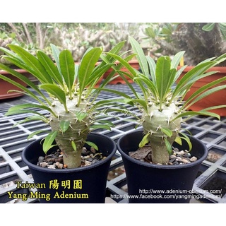 霸王樹 優惠推薦 21年7月 蝦皮購物台灣