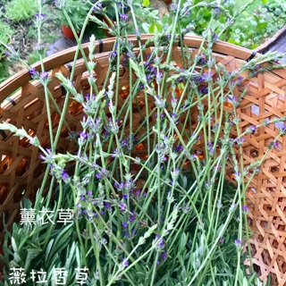 精油、薰衣草精油、玫瑰天竺葵精油、茶樹精油、檸檬香茅精油、山雞椒精油、萬壽菊精油、10ml精油【薇拉香草農場】精油擴香