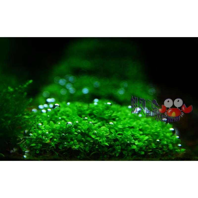 蝦兵蟹將 水草造景 迷你矮珍珠 鐵片 單片 前景草陽性水草入門級 蝦皮購物