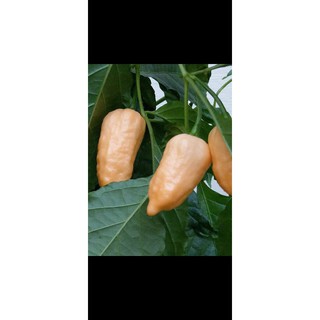 ＃115 Bhut Jolokia Raja Brain Peach 每份6籽／150元