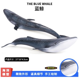 （高品質畫工）模擬 藍鯨 鯨魚 鯨 大型 海洋生物 動物模型 野生動物 兒童玩具 益智 公仔 SPG