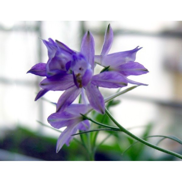 千鳥草混合 種子 特價 蝦皮購物