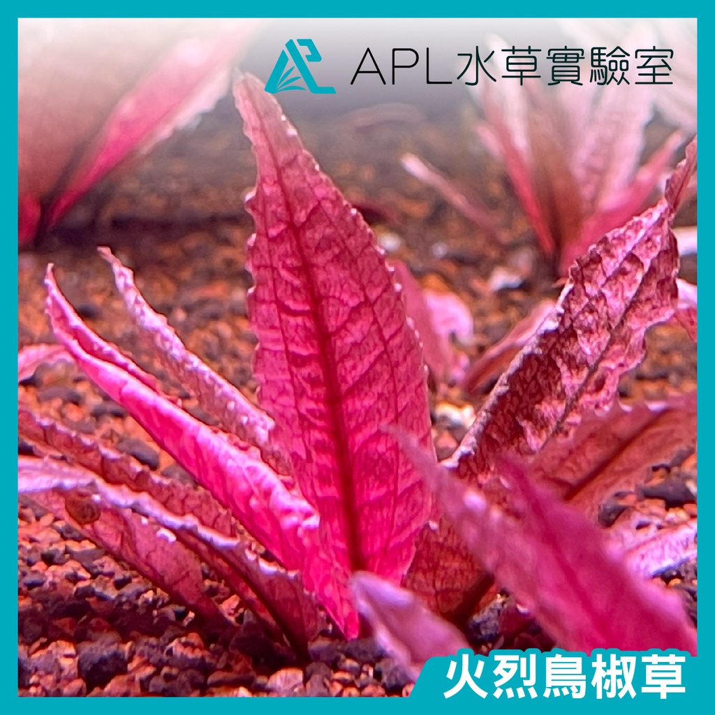 APL水草實驗室 - 火烈鳥椒草 水中葉 非常穩定 葉型飽滿非水上葉