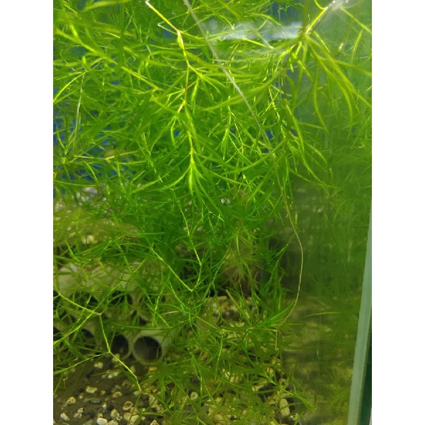 峰哥水族 竹節草金魚草水草水草缸魚缸觀賞魚水族 蝦皮購物