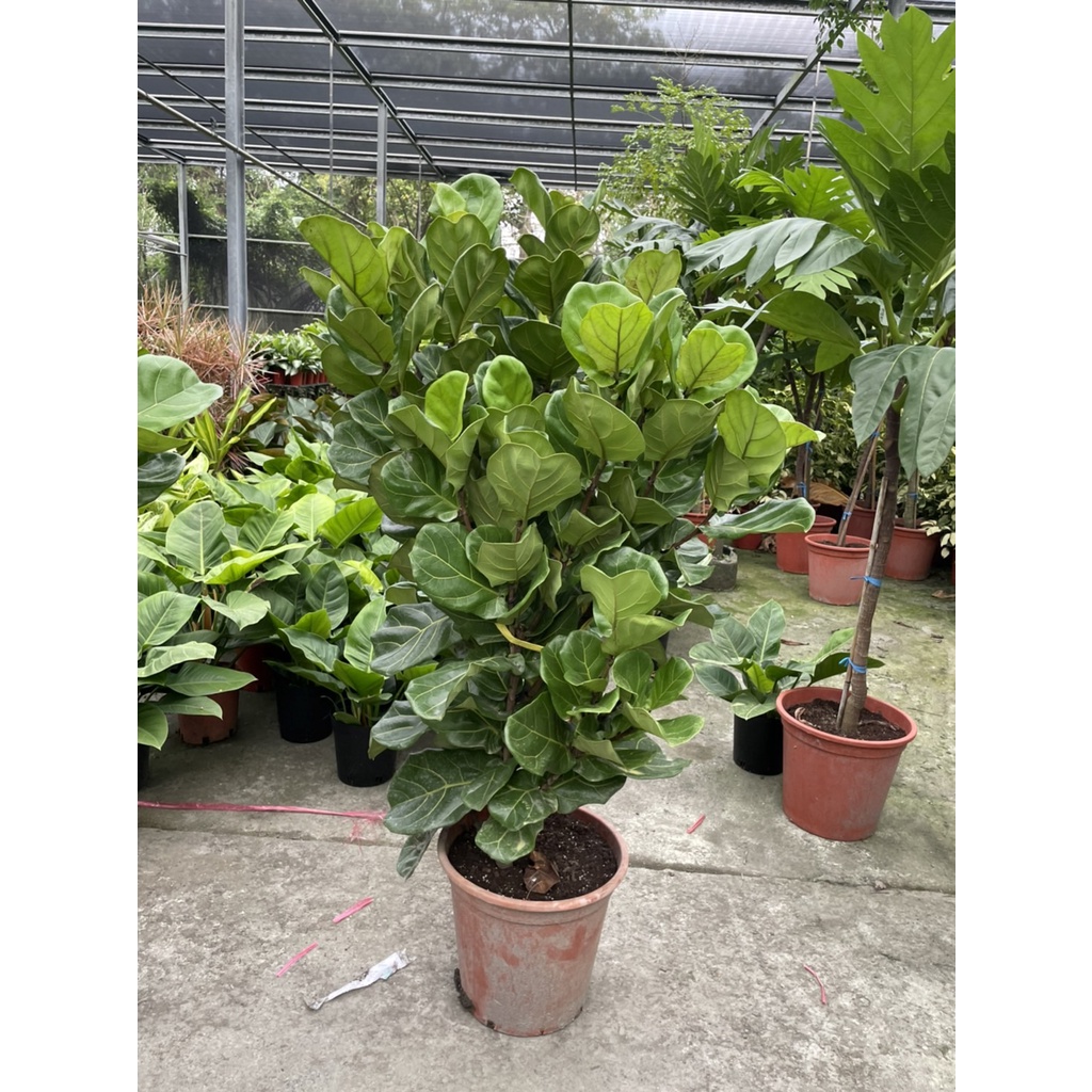 花田厝_室內盆栽_大葉琴葉榕--8吋/1尺盆(無法超取，大型物件)