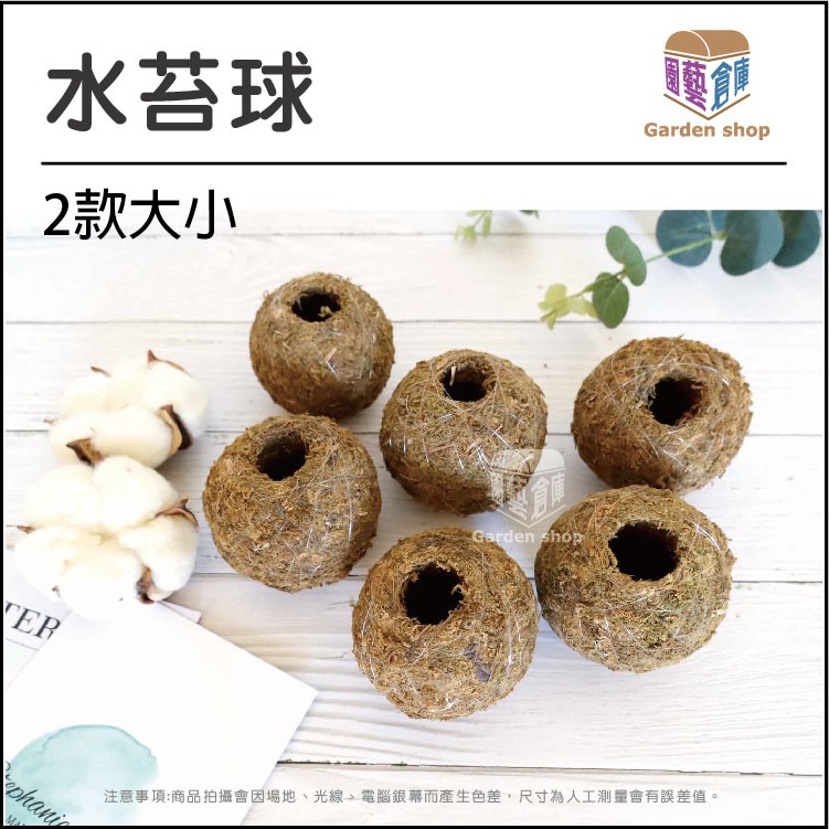 水苔球水草水苔球狀水草青苔苔癬種植 園藝倉庫 蝦皮購物