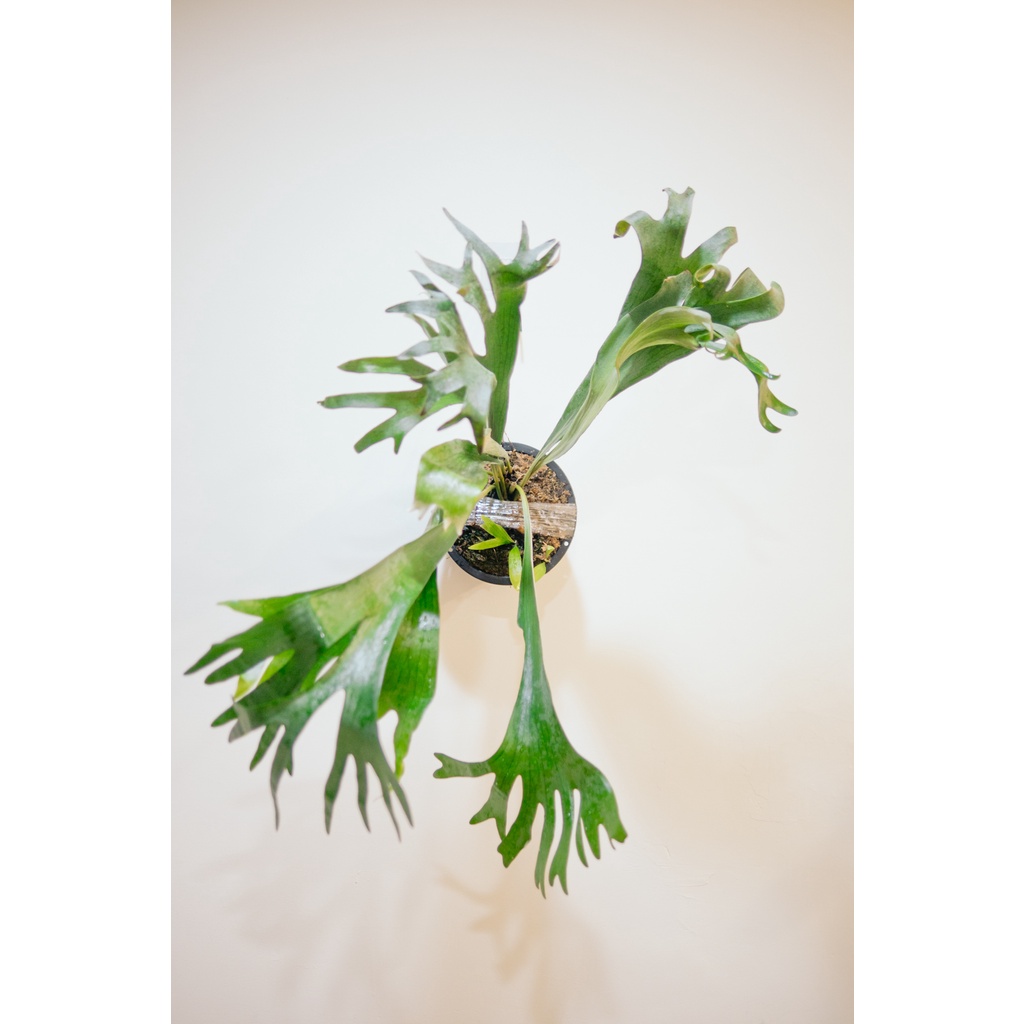 🌿🌿🌿觀葉雨林植物🌿🌿🌿Hulahand#1鹿角蕨孢子