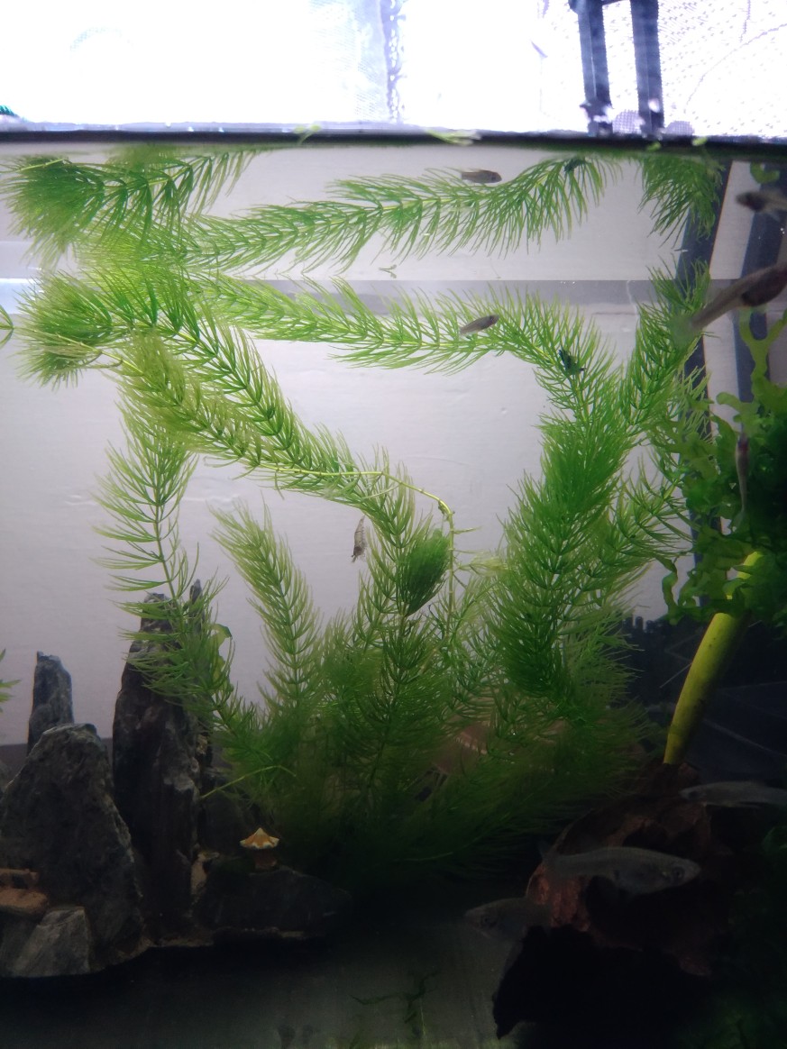 光欣蝦舍 金魚藻水草 買10送1 水族 蝦皮購物