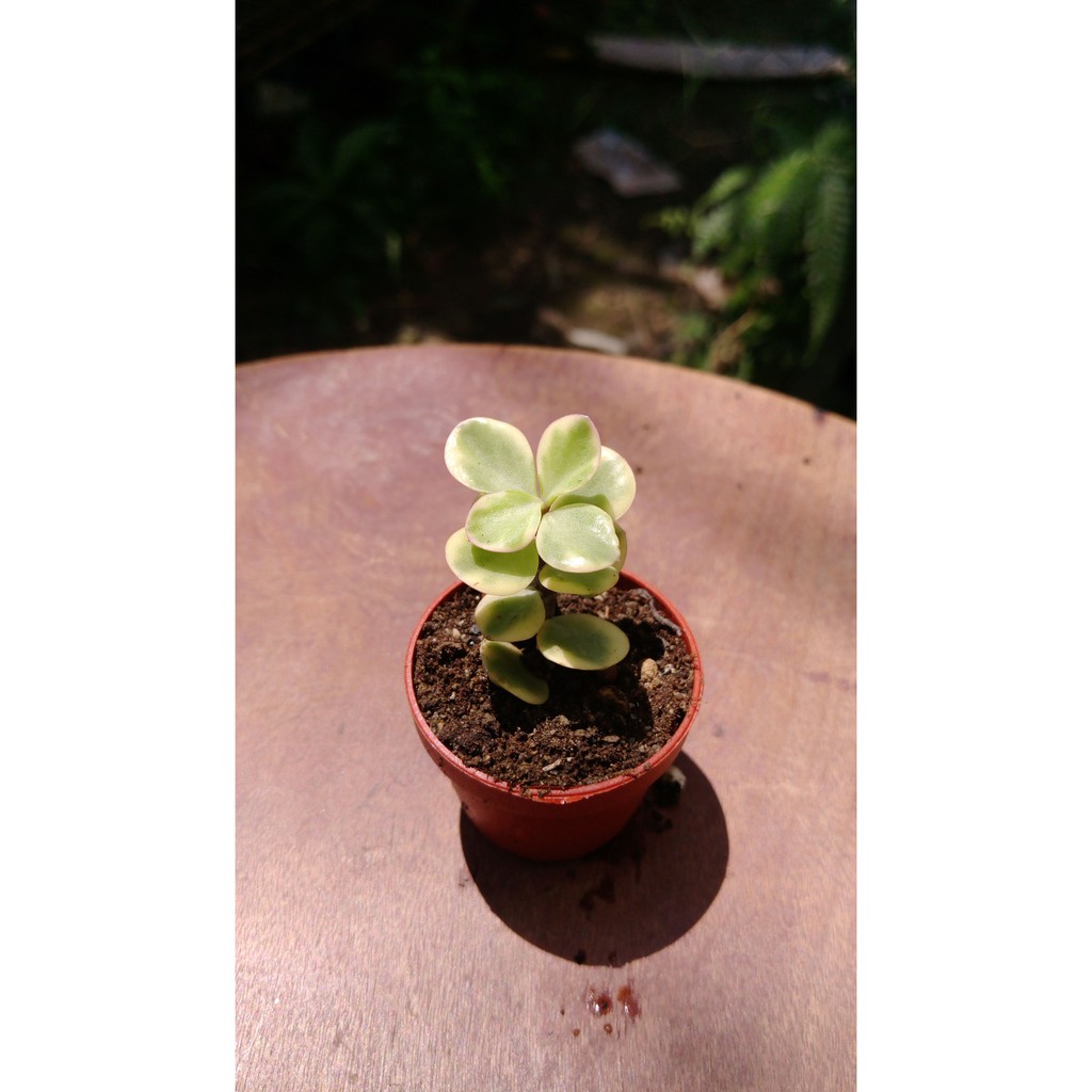 自然風 多肉仙人掌植物盆栽組盆1吋盆 斑葉銀杏木 蝦皮購物