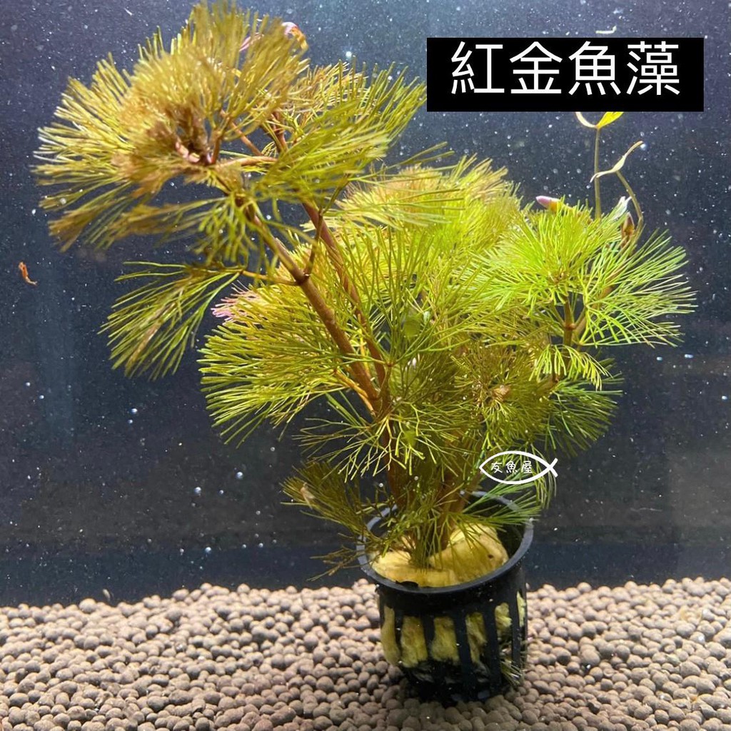 水草 真水草不需co2 陰性草真水草水族造景裝飾造景裝飾盆草友魚屋 蝦皮購物