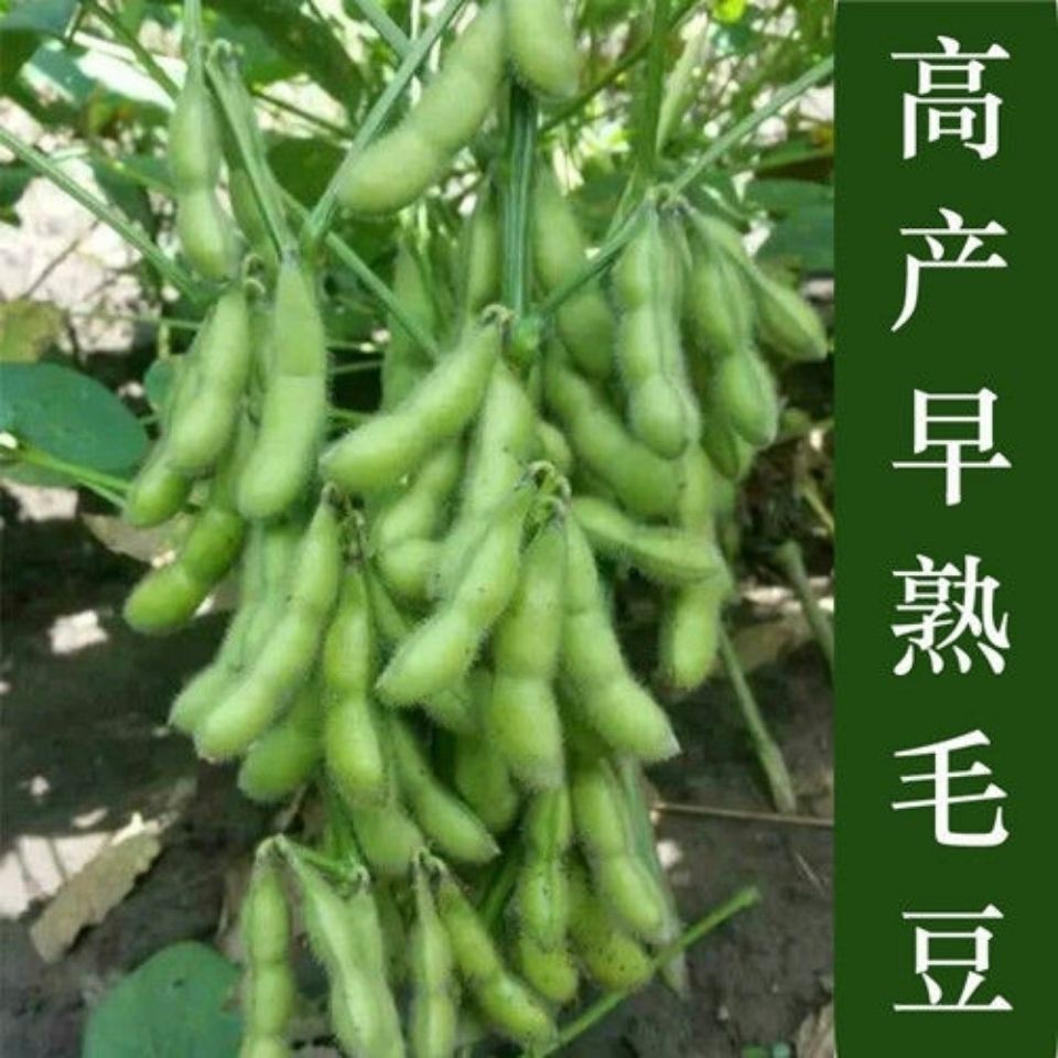 632店鋪熱賣 毛豆種子大夾菜青黃豆早熟高產鮮食豆農家春夏季四季播種蔬菜種子 蝦皮購物