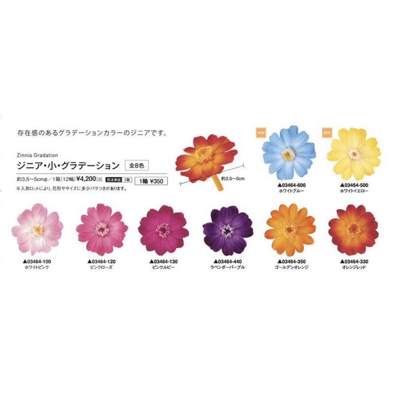 Be A Florist 花藝夢 日本進口大地農園系列漸層小百日草 蝦皮購物