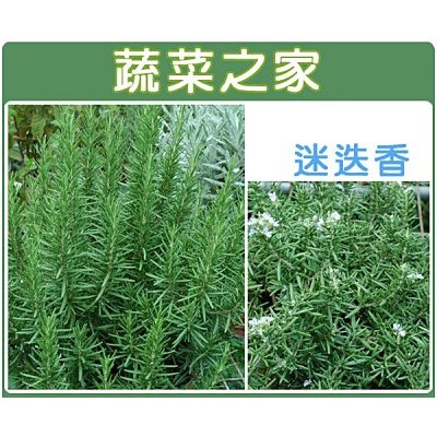 【蔬菜之家滿額免運】K08.迷迭香種子20顆(可做乾燥花.香袋.壓花.薰香料,香草茶.調味料.驅虫劑)香草類種子