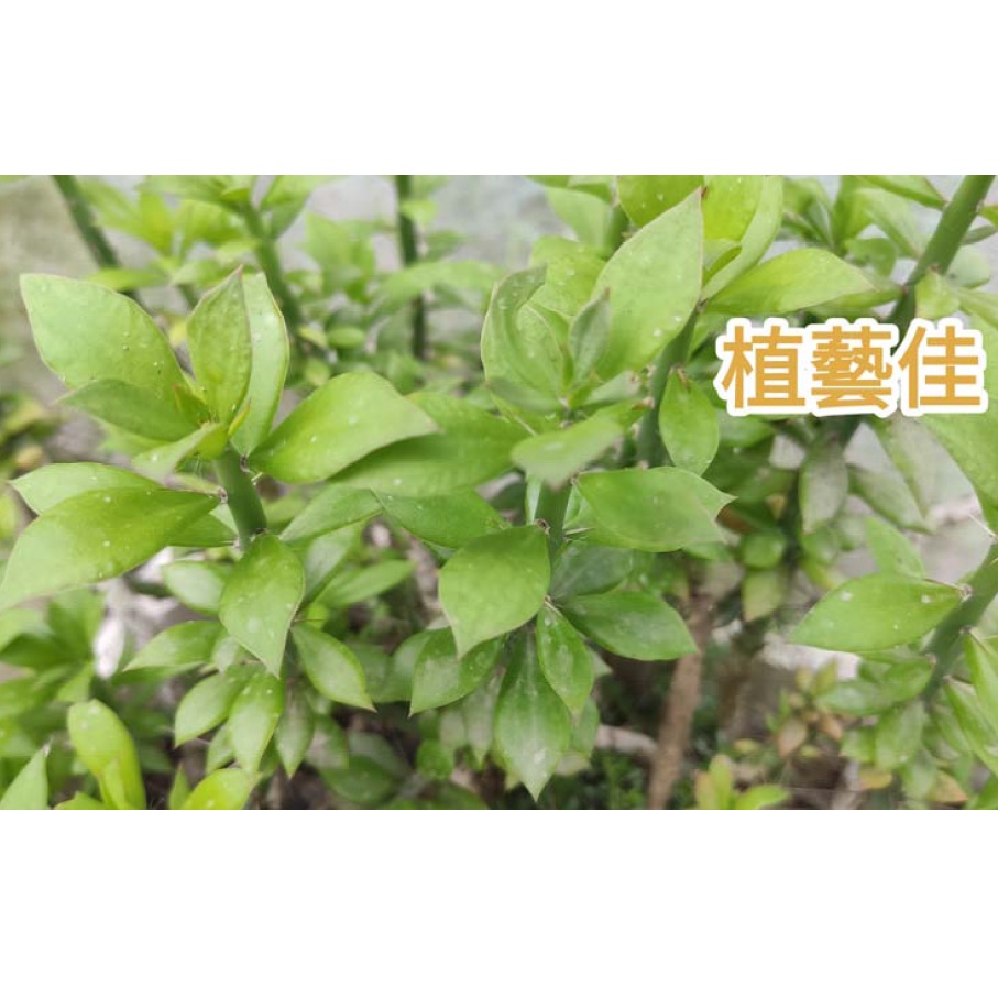 多肉植物 仙人掌砧木 木麒麟 麒麟團扇 現剪枝條 [植藝佳]