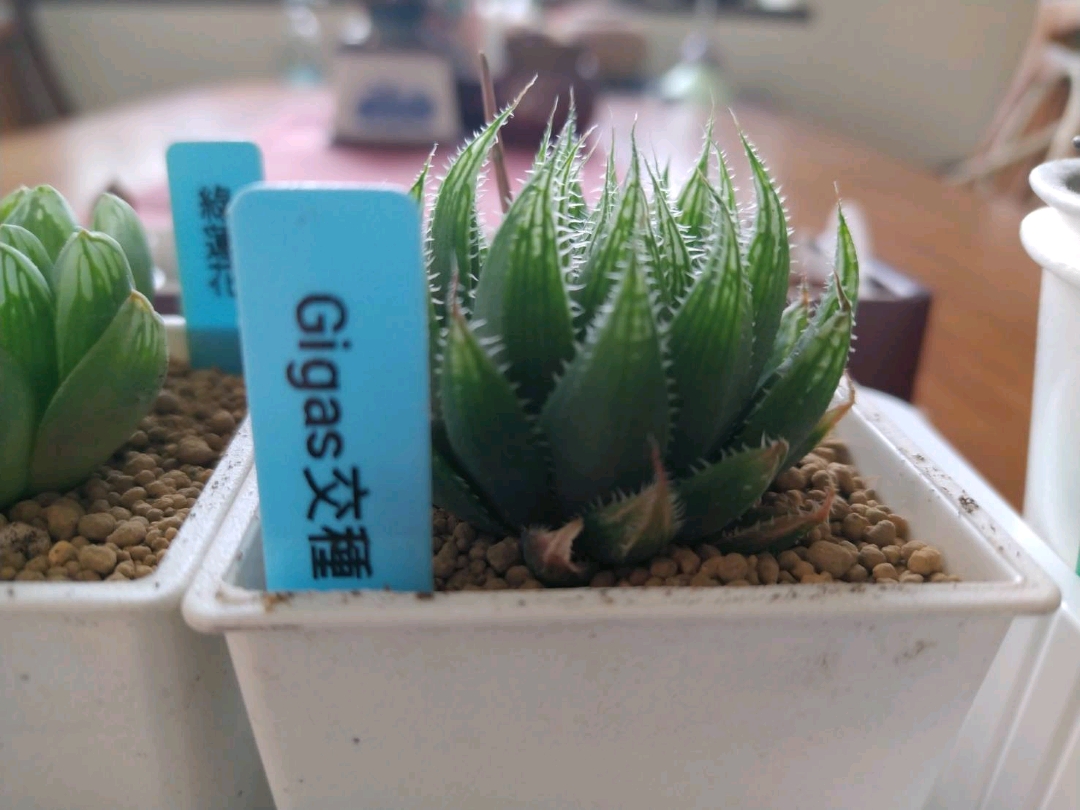 セネシオ アーケリー 抜き苗 【公式通販】