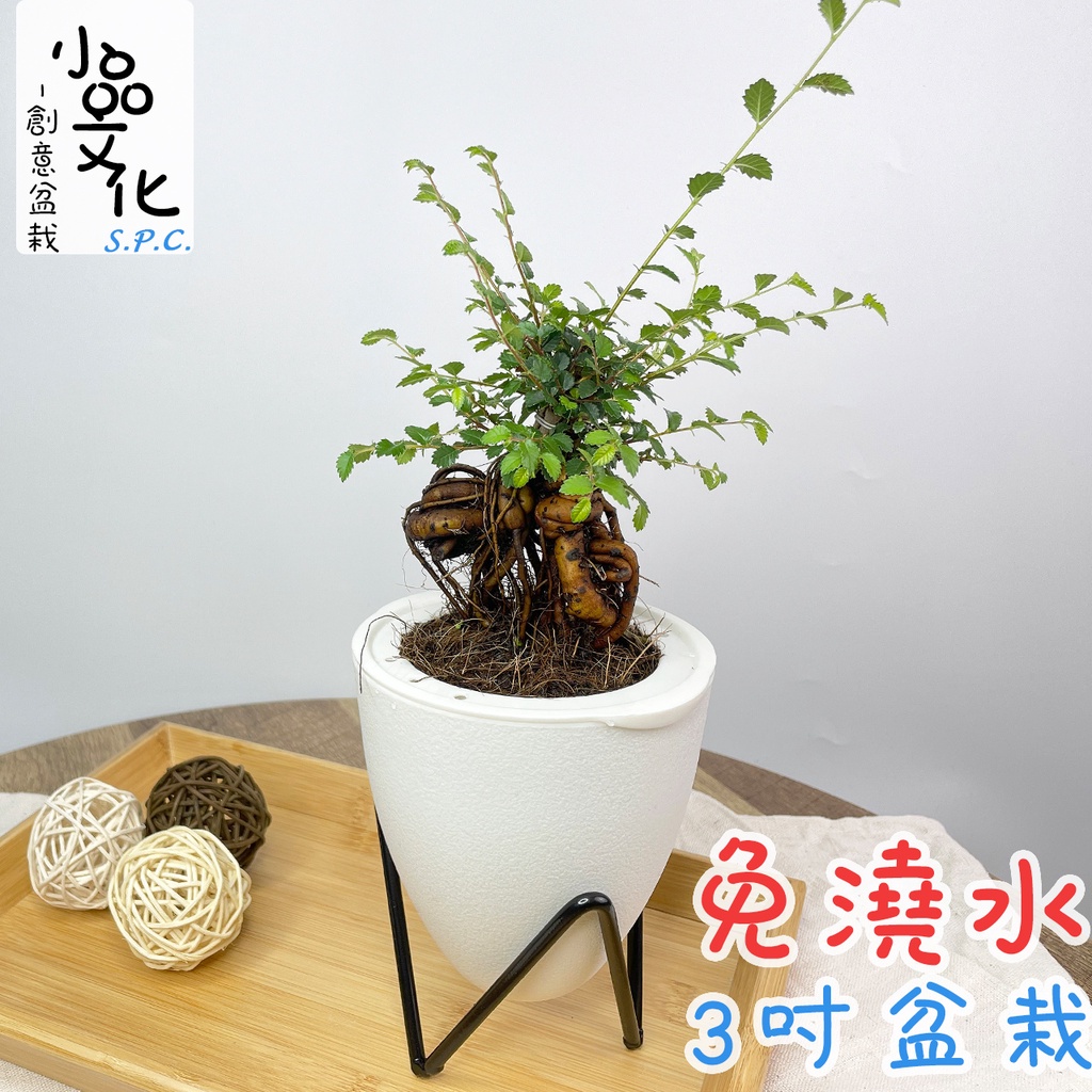 【小品文化】榆樹【現貨】3吋蛋型免澆水盆栽 懶人盆栽 觀葉植物 陽台植物 自動吸水 創意花盆 居家辦公盆花