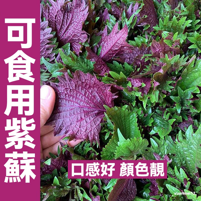 紫蘇葉盆栽的價格推薦 22年2月 比價比個夠biggo