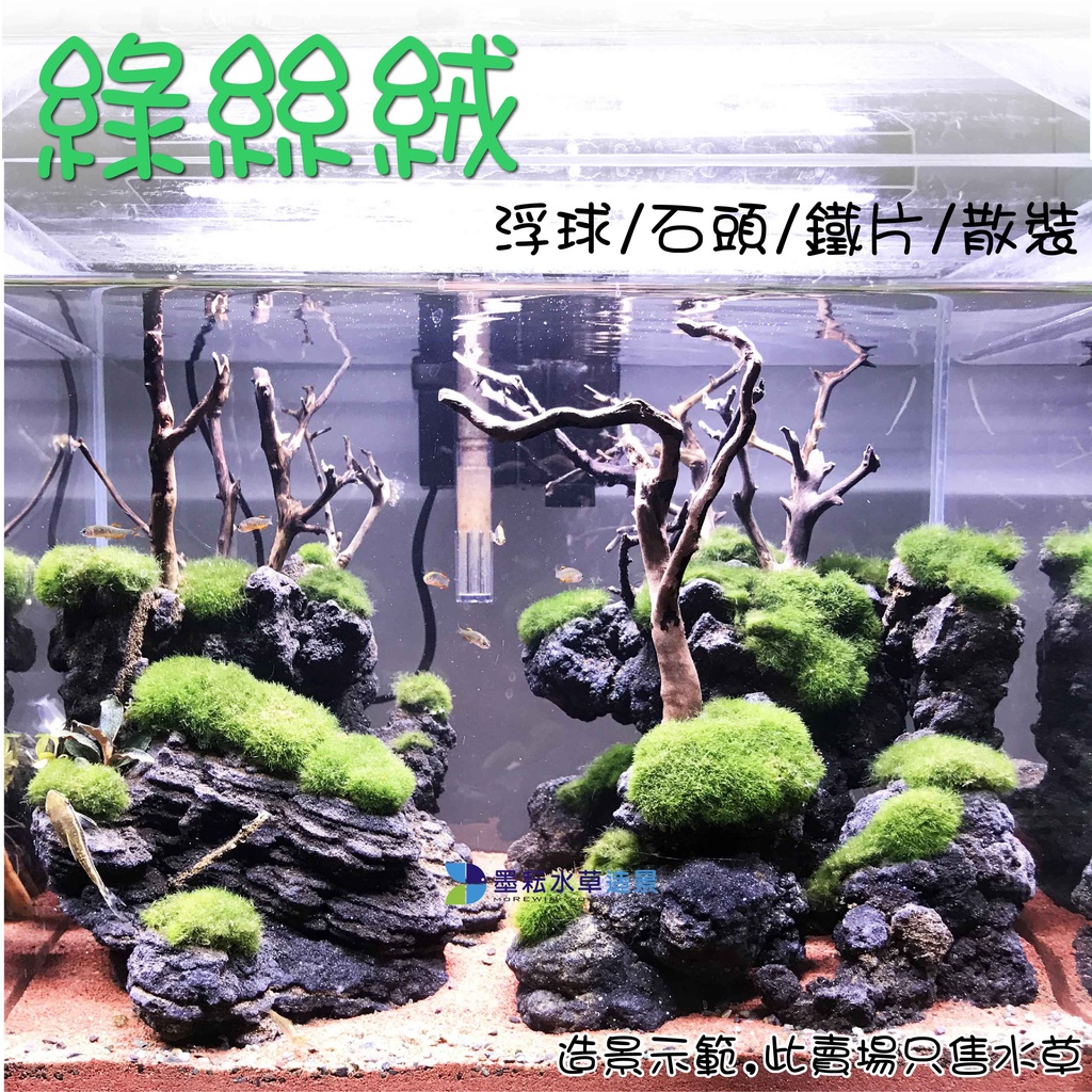 墨耘水草 綠絲絨浮球 石頭 鐵片 30g散裝 水中葉 前景耐熱不需co2 一般級水族 蝦皮購物