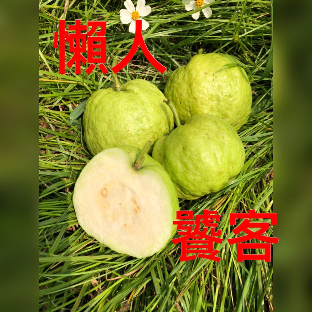【懶人嚴選】屏東大武山新鮮水蜜芭樂/少籽果肉多((每斤2-3顆))預購中