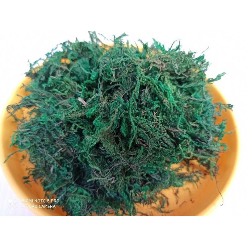 綠色水苔裝飾介質青綠染色可當舖面 蝦皮購物