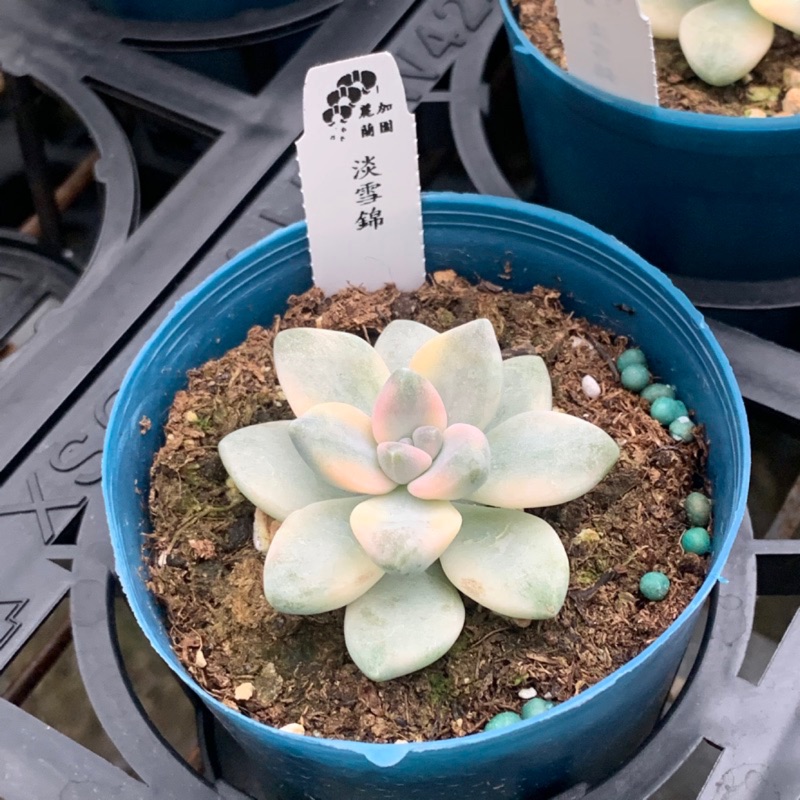 麗加 多肉植物 淡雪錦 杏美人錦 熱賣品易缺貨 微根漸穩開始釋出發貨 蝦皮購物